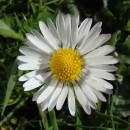 daisy front source image